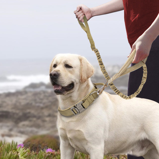 Vivaro Collars and Walking